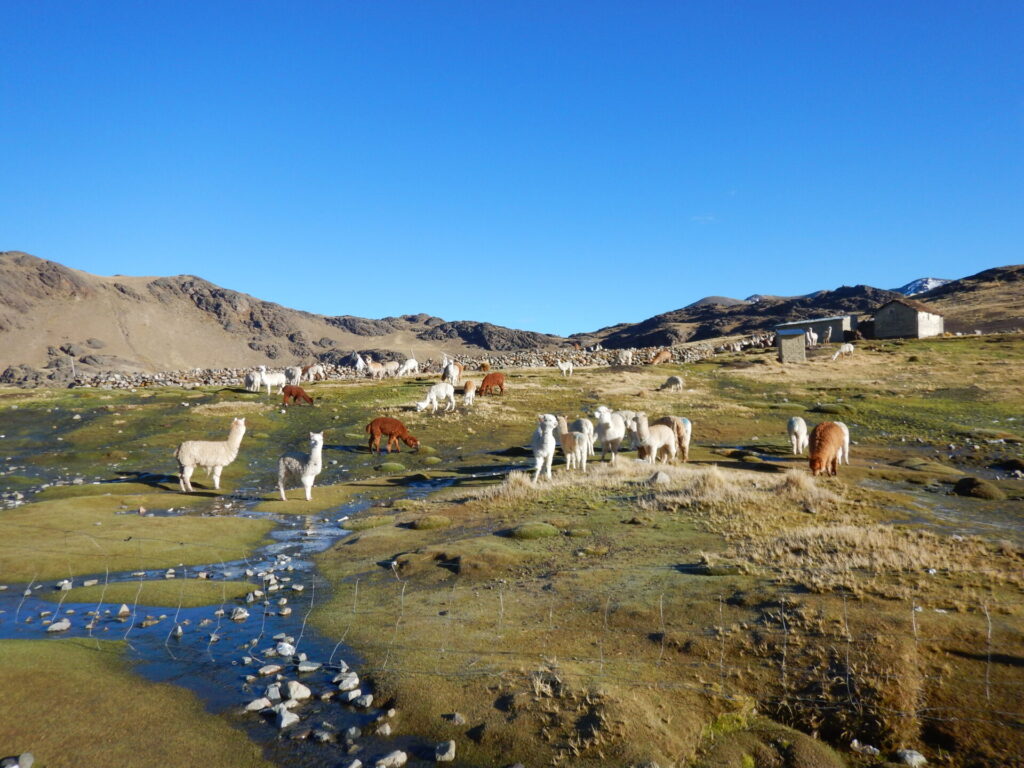 Alpagas paissant dans les hauts plateaux andins lors d’un trek Karavaniers