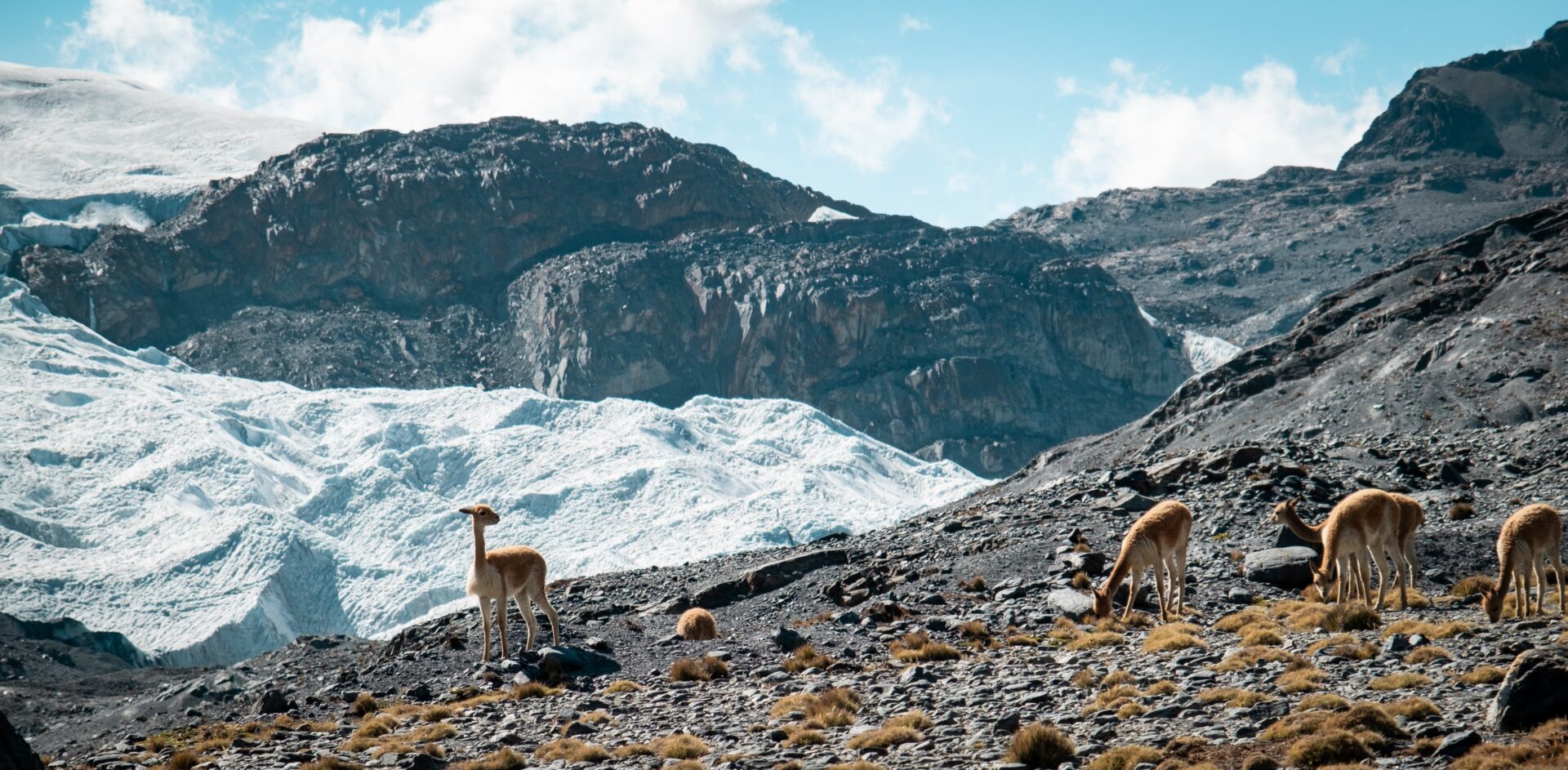 Guanacos face au glacier Grey en Patagonie, trek d’aventure avec Karavaniers