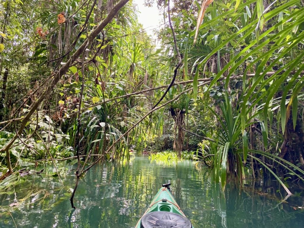 Kayak dans une rivière entourée d’une dense végétation tropicale.