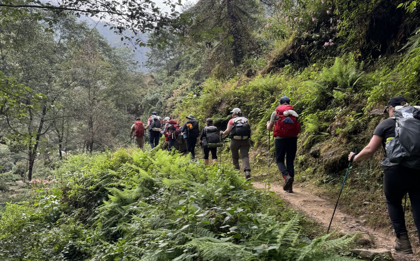 Groupe de randonneuses des chèvres de montagne en pleine marche dans une végétation plutôt abondante.