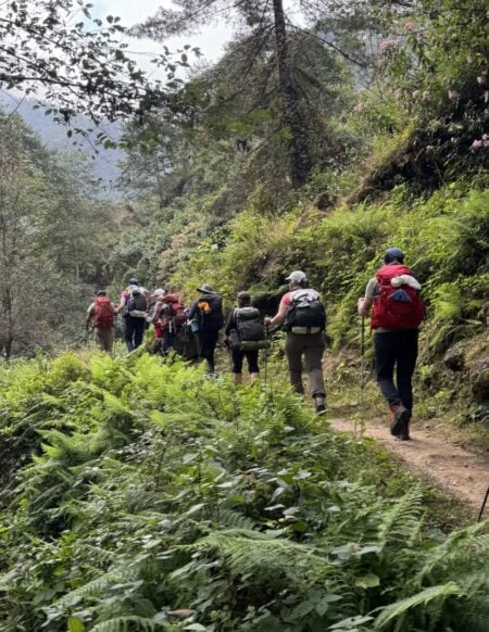 Groupe de randonneuses des chèvres de montagne en pleine marche dans une végétation plutôt abondante.