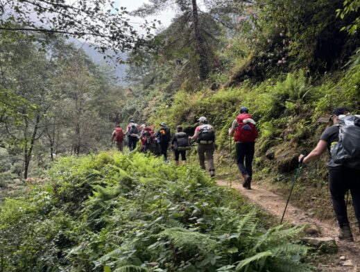 Groupe de randonneuses des chèvres de montagne en pleine marche dans une végétation plutôt abondante.
