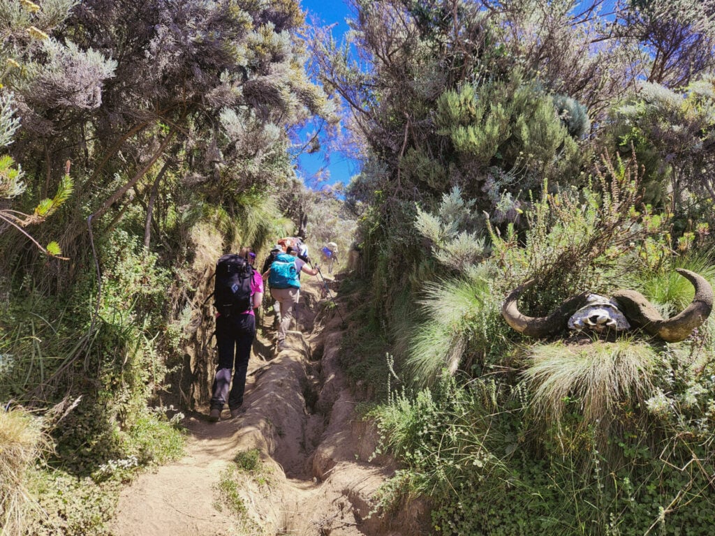 Plusieurs randonneurs empruntent un sentier de terre étroit et rocailleux, entouré de buissons verts et denses. À droite du sentier, un crâne de buffle avec des cornes est partiellement enfoncé dans l'herbe et la végétation. Le ciel est clair et bleu. - Karavaniers