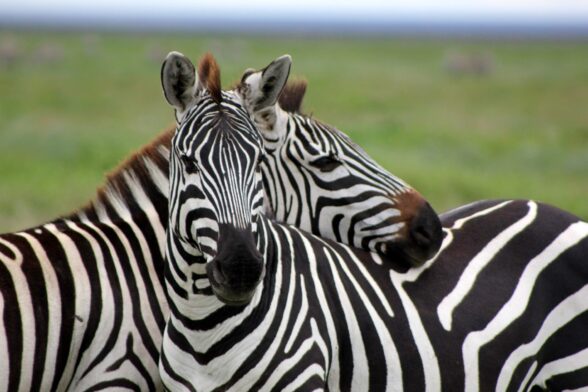 Lors de nos safaris organisés en Tanzanie, nous apercevons fréquemment des zèbres au sein des parcs nationaux.