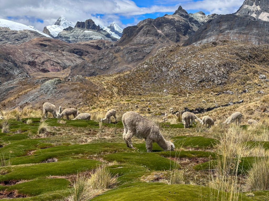 Un groupe d'alpagas broute de la mousse et de l'herbe verte dans un paysage montagneux le long du Trek du Huayhuash, avec des collines rocheuses et des pics enneigés visibles en arrière-plan sous un ciel partiellement nuageux. - Karavaniers