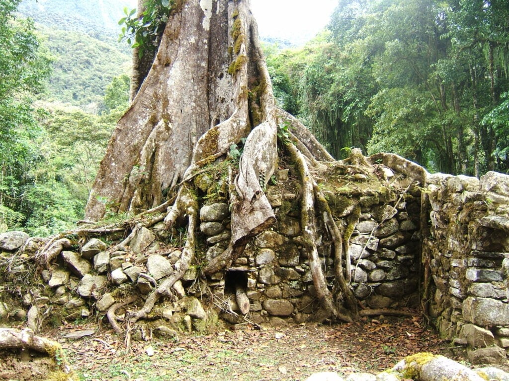 De grandes racines d'arbres enlacent d'anciennes ruines en pierre dans une forêt luxuriante, avec des montagnes s'élevant au loin - une scène magique que vous pourriez rencontrer lors d'un voyage sur mesure au Pérou, où la nature et l'histoire se mélangent harmonieusement au fil du temps. - Karavaniers