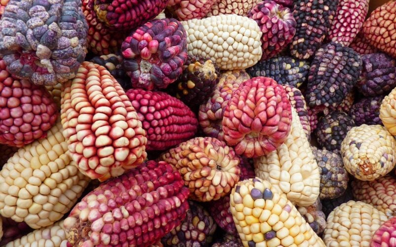Plusieurs épis de maïs aux grains multicolores - violet, rouge, jaune et blanc - sont disposés en rangs serrés. Ce spectacle vibrant évoque le riche patrimoine agricole que l'on peut rencontrer lors d'un voyage sur mesure au Pérou. - Karavaniers