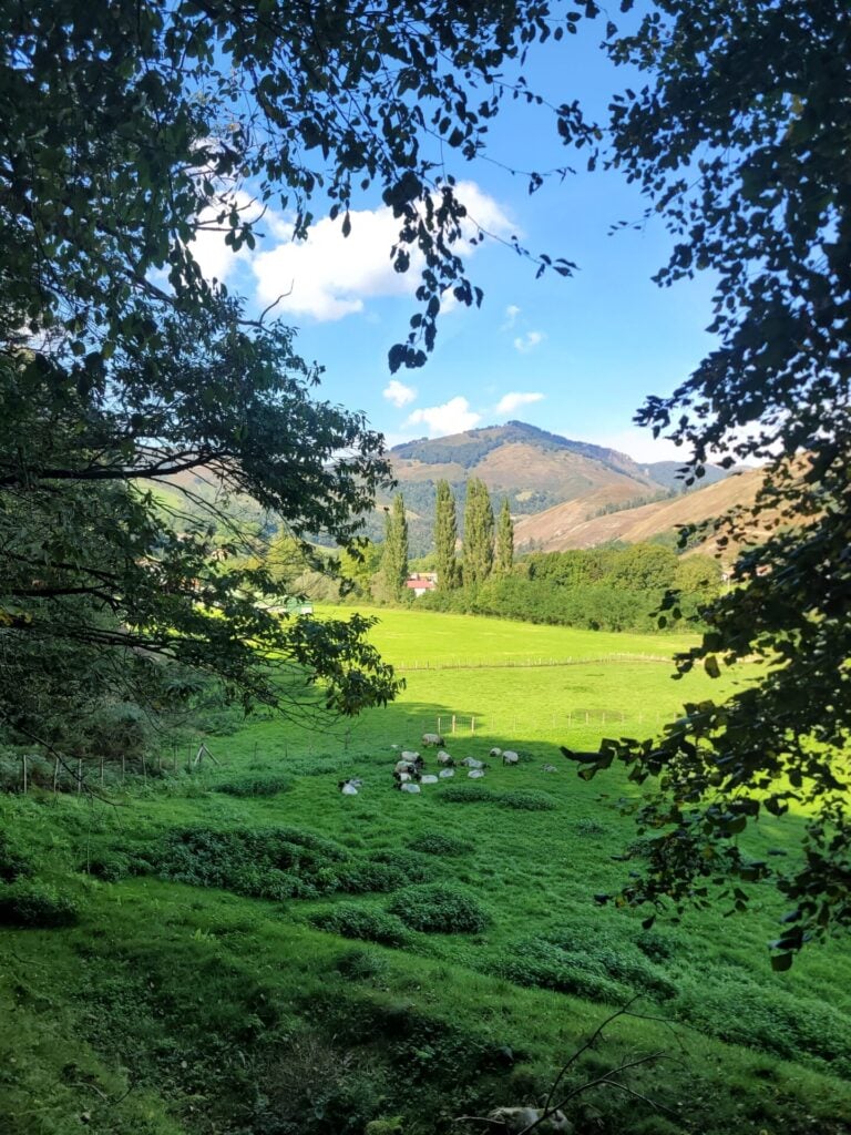 Un champ vert où paissent des moutons, entouré de collines et d'arbres, évoque la beauté sereine d'une randonnée dans les pays basques. En arrière-plan, de grands arbres, une maison rose et une montagne sous un ciel bleu encadré par des branches feuillues. - Karavaniers