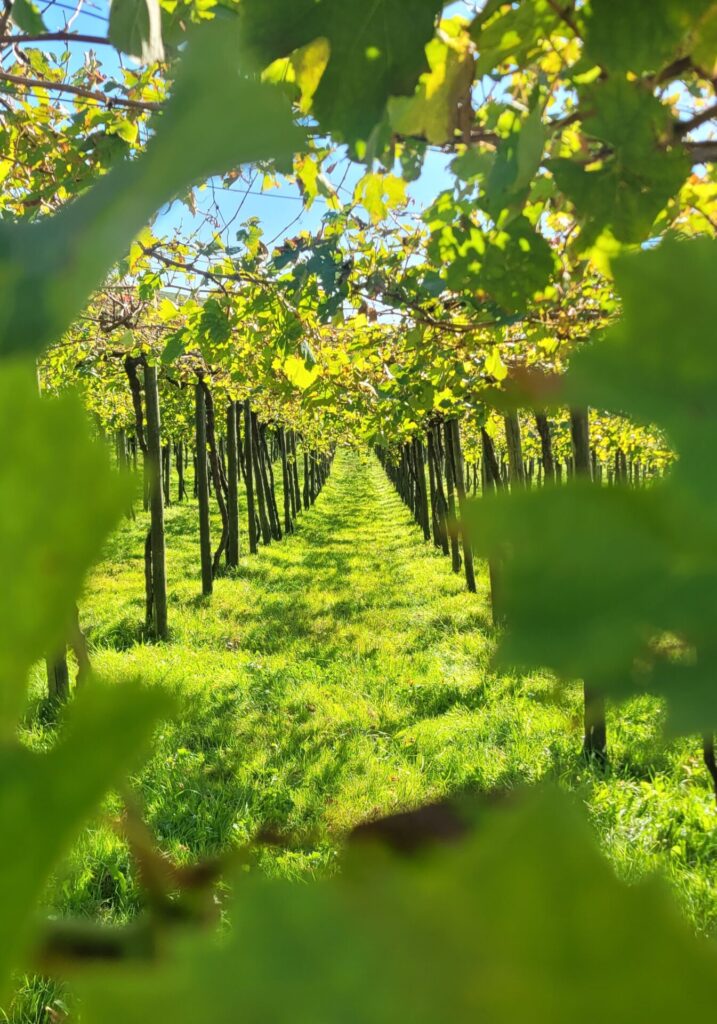 Les rangées de vignes d'un vignoble s'étendent au loin sous un ciel bleu lumineux, invitant à imaginer une randonnée paisible dans les pays basques, avec des feuilles vertes et la lumière du soleil qui projette des ombres sur l'herbe en dessous. - Karavaniers