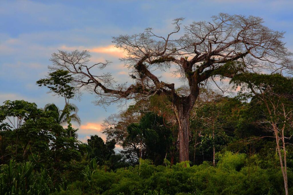 Un grand arbre sans feuilles, aux branches épaisses et étalées, domine le feuillage vert dense d'une forêt, évoquant la beauté sauvage des paysages andins et amazoniens que l'on peut voir lors d'un voyage au Pérou. Le ciel partiellement nuageux complète la scène. - Karavaniers