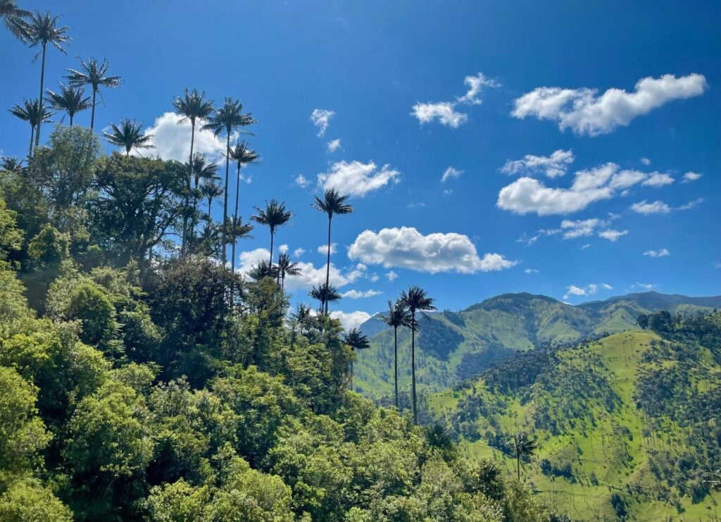 De grands palmiers en cire s'élèvent au-dessus d'une colline verdoyante, sous un ciel bleu vif parsemé de nuages, avec en arrière-plan des montagnes ondulantes couvertes de verdure. - Karavaniers