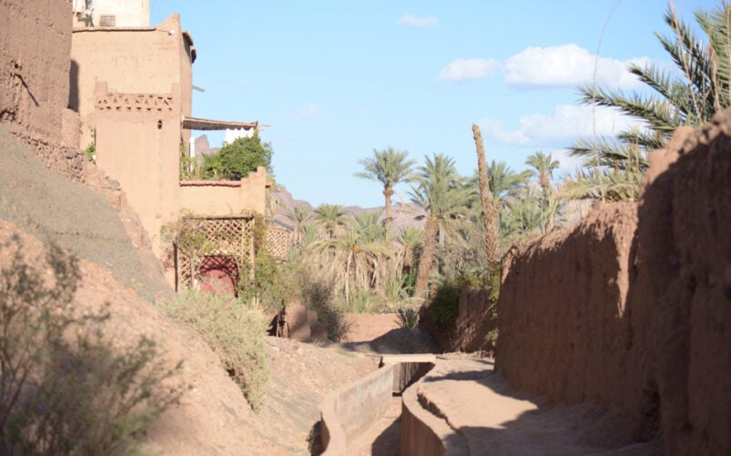 Un étroit chemin de terre passe entre des bâtiments de style adobe et de grands palmiers sous un ciel bleu clair, avec des montagnes visibles en arrière-plan - une scène qui rappelle un Voyage au Monténégro, avec un feuillage vert luxuriant le long du chemin. - Karavaniers