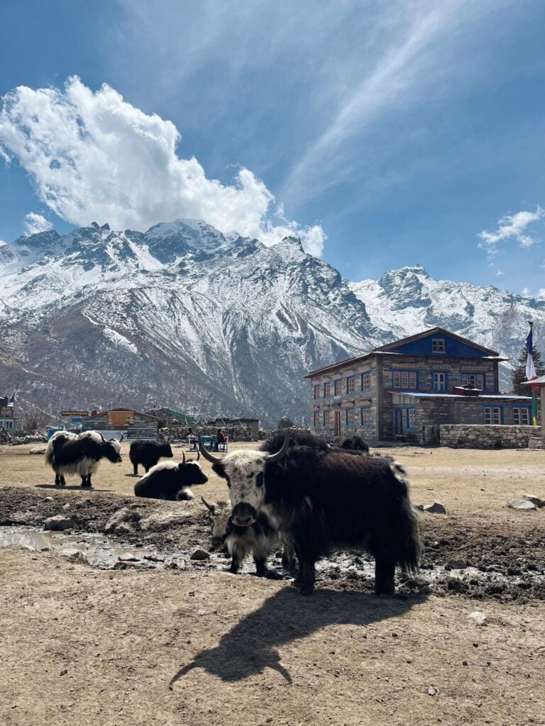 Plusieurs yaks se tiennent debout et se reposent sur un sol sec devant un bâtiment traditionnel avec des montagnes enneigées en arrière-plan, sous un ciel partiellement nuageux. - Karavaniers