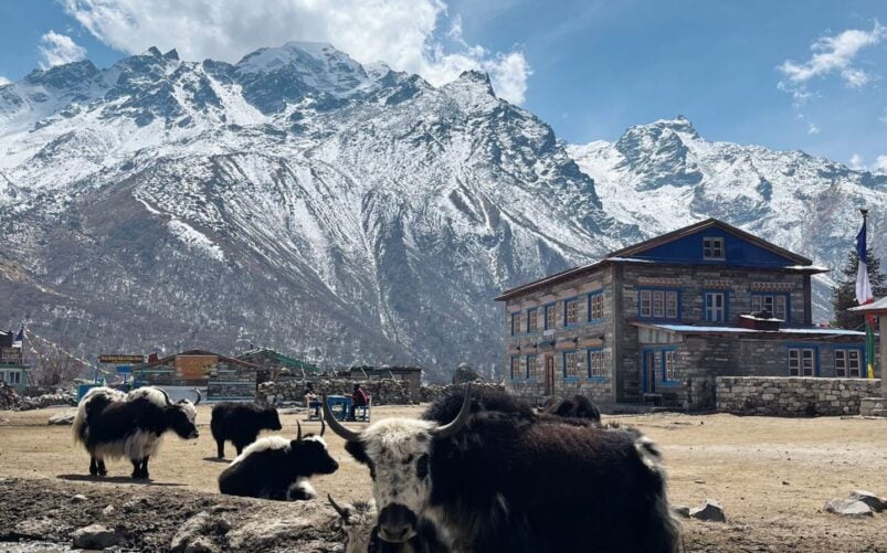 Plusieurs yaks se tiennent debout et se reposent sur un sol sec devant un bâtiment traditionnel avec des montagnes enneigées en arrière-plan, sous un ciel partiellement nuageux. - Karavaniers