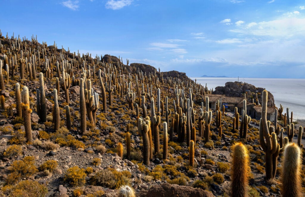 Une colline rocheuse densément couverte de grands cactus sous un ciel partiellement nuageux, avec en arrière-plan une étendue blanche et plate qui semble être une plaine salée. - Karavaniers