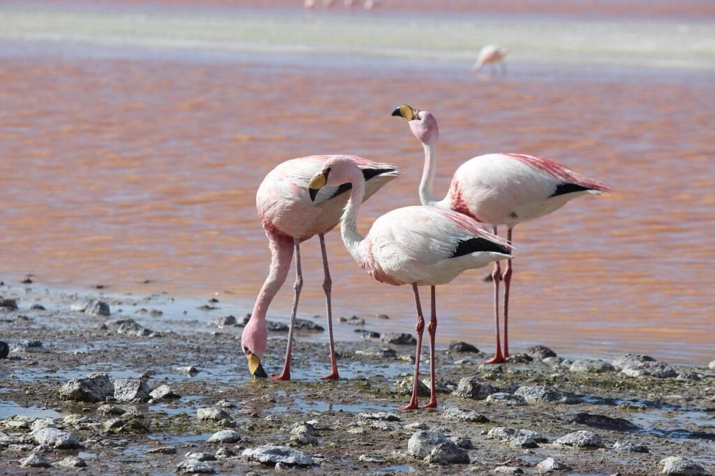 Trois flamants roses et blancs se tiennent sur un sol rocailleux près d'un plan d'eau peu profond. Deux flamants baissent la tête vers le sol tandis que l'un se tient debout. L'eau à l'arrière-plan est rougeâtre. - Karavaniers