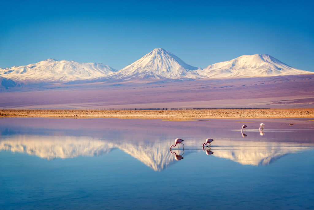 Les montagnes enneigées se reflètent dans un lac calme où plusieurs flamants roses se tiennent debout et se nourrissent dans les eaux peu profondes sous un ciel bleu clair. - Karavaniers