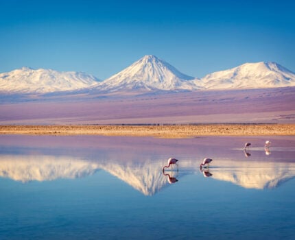 Les montagnes enneigées se reflètent dans un lac calme où plusieurs flamants roses se tiennent debout et se nourrissent dans les eaux peu profondes sous un ciel bleu clair. - Karavaniers