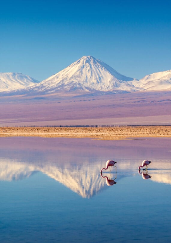 Les montagnes enneigées se reflètent dans un lac calme où plusieurs flamants roses se tiennent debout et se nourrissent dans les eaux peu profondes sous un ciel bleu clair. - Karavaniers