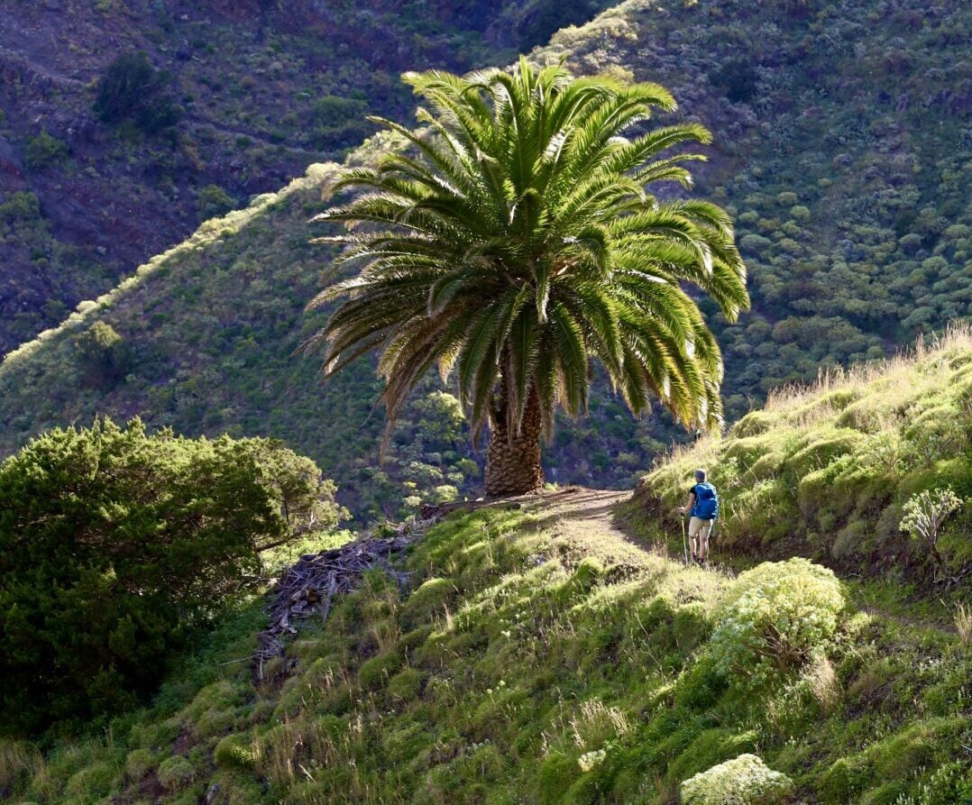 Une personne marche sur un sentier herbeux à flanc de colline, près d'un grand palmier, avec des collines vertes et de la végétation éparse en arrière-plan, évoquant les paysages ensoleillés de l'Andalousie ou des Canaries. - Karavaniers
