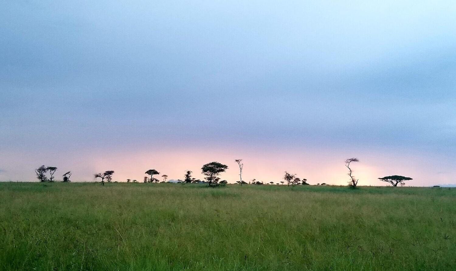 Une plaine herbeuse en Ouganda ou en Tanzanie, avec des arbres clairsemés à l'horizon, sous un ciel nuageux au coucher du soleil, une faible lumière visible près de l'horizon - un cadre idéal pour une conférence paisible dans la nature. - Karavaniers