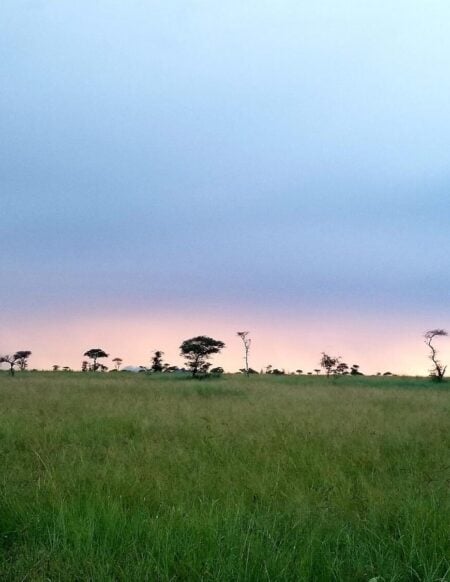 Une plaine herbeuse en Ouganda ou en Tanzanie, avec des arbres clairsemés à l'horizon, sous un ciel nuageux au coucher du soleil, une faible lumière visible près de l'horizon - un cadre idéal pour une conférence paisible dans la nature. - Karavaniers