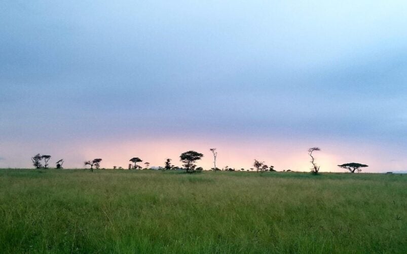 Une plaine herbeuse en Ouganda ou en Tanzanie, avec des arbres clairsemés à l'horizon, sous un ciel nuageux au coucher du soleil, une faible lumière visible près de l'horizon - un cadre idéal pour une conférence paisible dans la nature. - Karavaniers