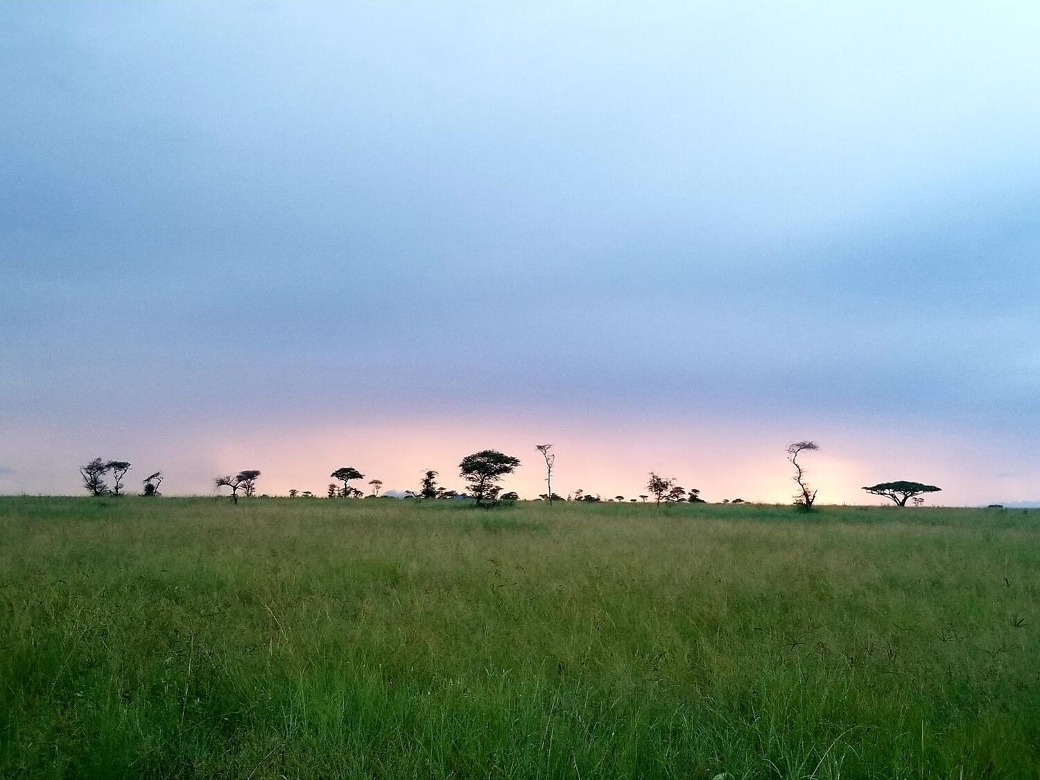 Une plaine herbeuse en Ouganda ou en Tanzanie, avec des arbres clairsemés à l'horizon, sous un ciel nuageux au coucher du soleil, une faible lumière visible près de l'horizon - un cadre idéal pour une conférence paisible dans la nature. - Karavaniers