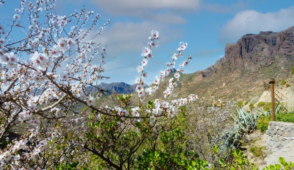 Des amandiers aux fleurs blanches au premier plan encadrent un paysage montagneux époustouflant sous un ciel bleu. Les pentes rocheuses et les plantes désertiques laissent entrevoir la beauté qui vous attend lors d'une randonnée Îles Canaries. - Karavaniers