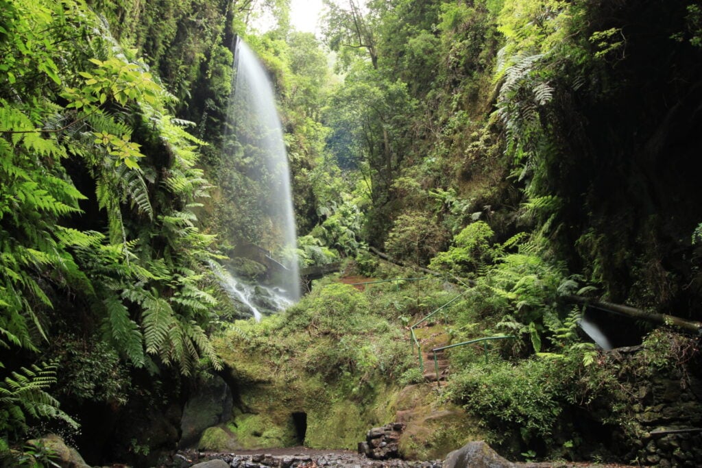 Une étroite cascade se jette dans un ravin verdoyant, entouré de fougères denses et de rochers couverts de mousse. Une rampe métallique borde un sentier rustique qui serpente à travers la végétation. - Karavaniers