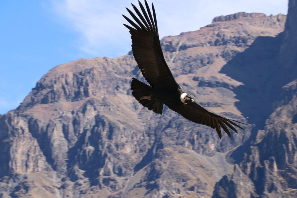 Un grand oiseau noir aux ailes déployées plane devant des montagnes rocheuses sous un ciel bleu. - Karavaniers