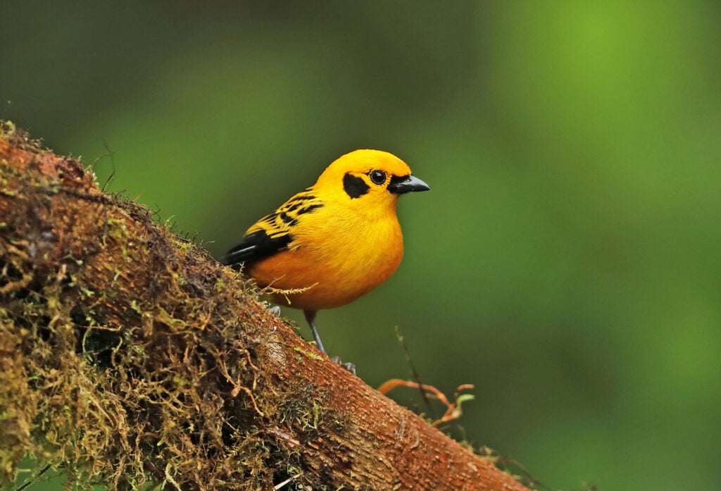 Un petit oiseau au plumage jaune vif et noir est perché sur une branche moussue sur un fond vert flou. - Karavaniers