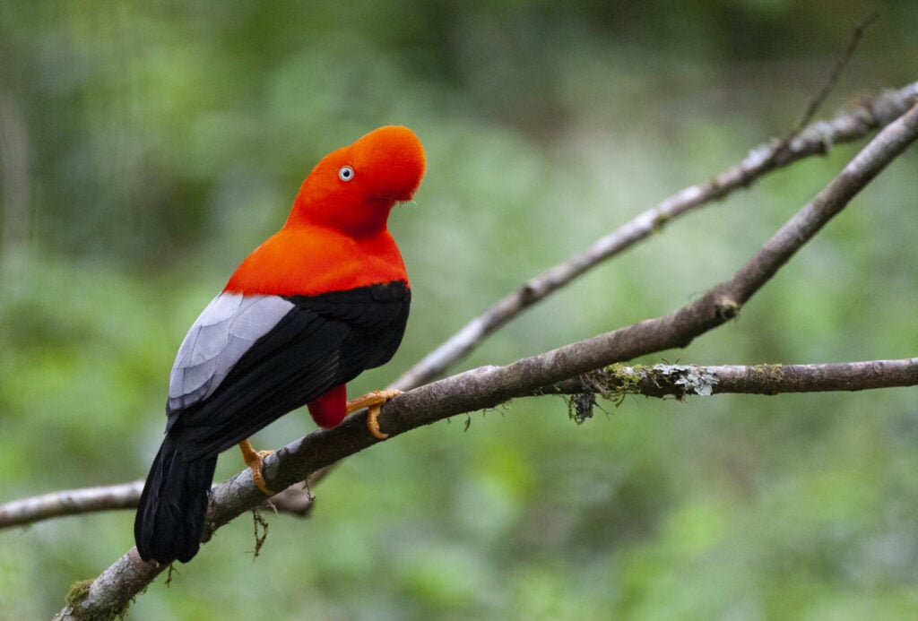 Un oiseau à la tête et à la poitrine orange vif, aux ailes noires et aux plumes dorsales grises est perché sur une branche sur fond vert et flou. - Karavaniers