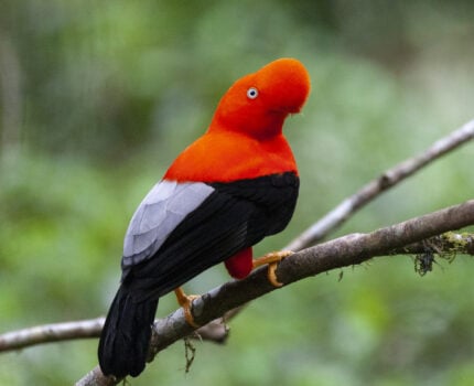 Un oiseau orange vif et noir à la crête proéminente est perché sur une branche sur un fond vert flou, rappelant la faune vibrante observée lors d'une randonnée le long du Kumano Kodo Nakasendo au Japon. - Karavaniers