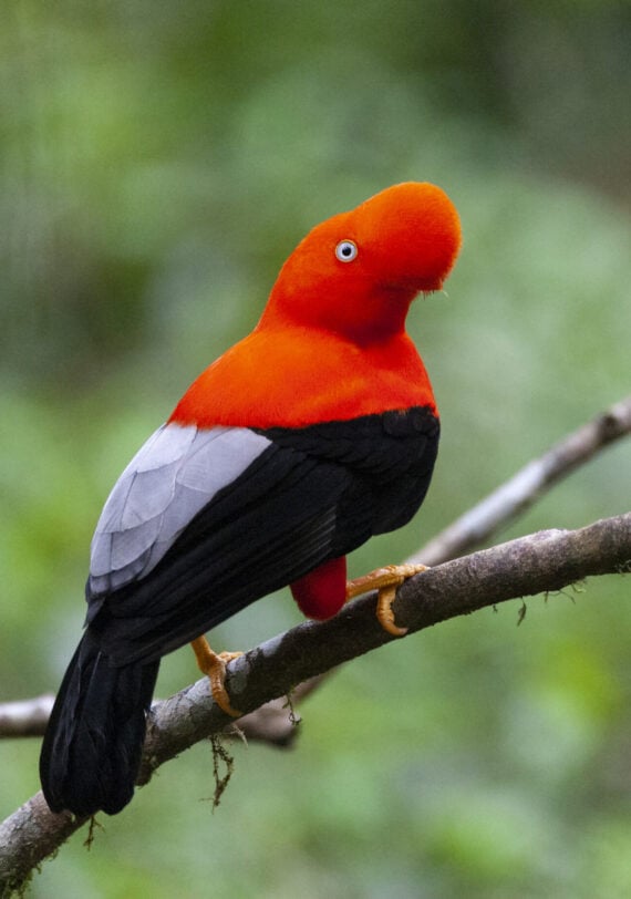 Un oiseau orange vif et noir à la crête proéminente est perché sur une branche sur un fond vert flou, rappelant la faune vibrante observée lors d'une randonnée le long du Kumano Kodo Nakasendo au Japon. - Karavaniers