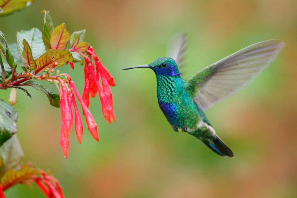 Un colibri vert et bleu plane en plein vol près d'une grappe de fleurs tubulaires rouges, ses ailes étant floues en mouvement sur un arrière-plan doux et flou. - Karavaniers