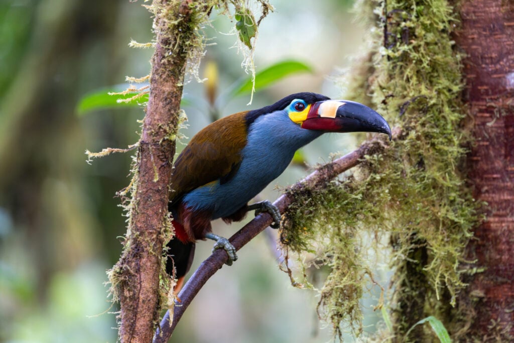 Un toucan coloré au grand bec multicolore est perché sur une branche couverte de mousse dans une forêt dense et verdoyante. - Karavaniers
