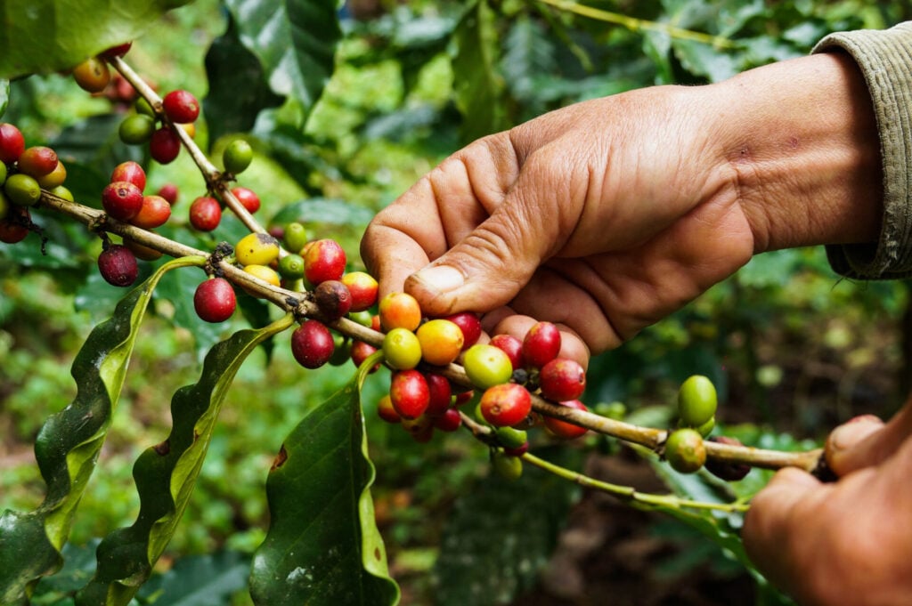 La main d'une personne cueille des cerises de café rouges et mûres sur une branche de caféier, des cerises vertes et jaunes étant également visibles parmi les feuilles. - Karavaniers
