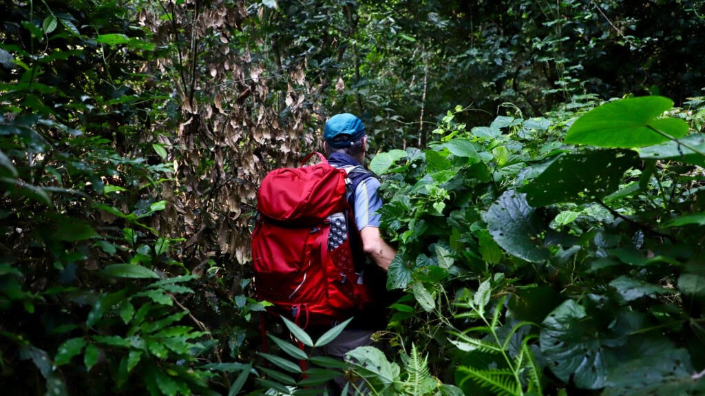 Une personne portant une casquette bleue et un grand sac à dos rouge marche dans une jungle verte et dense, partiellement cachée par des plantes. - Karavaniers
