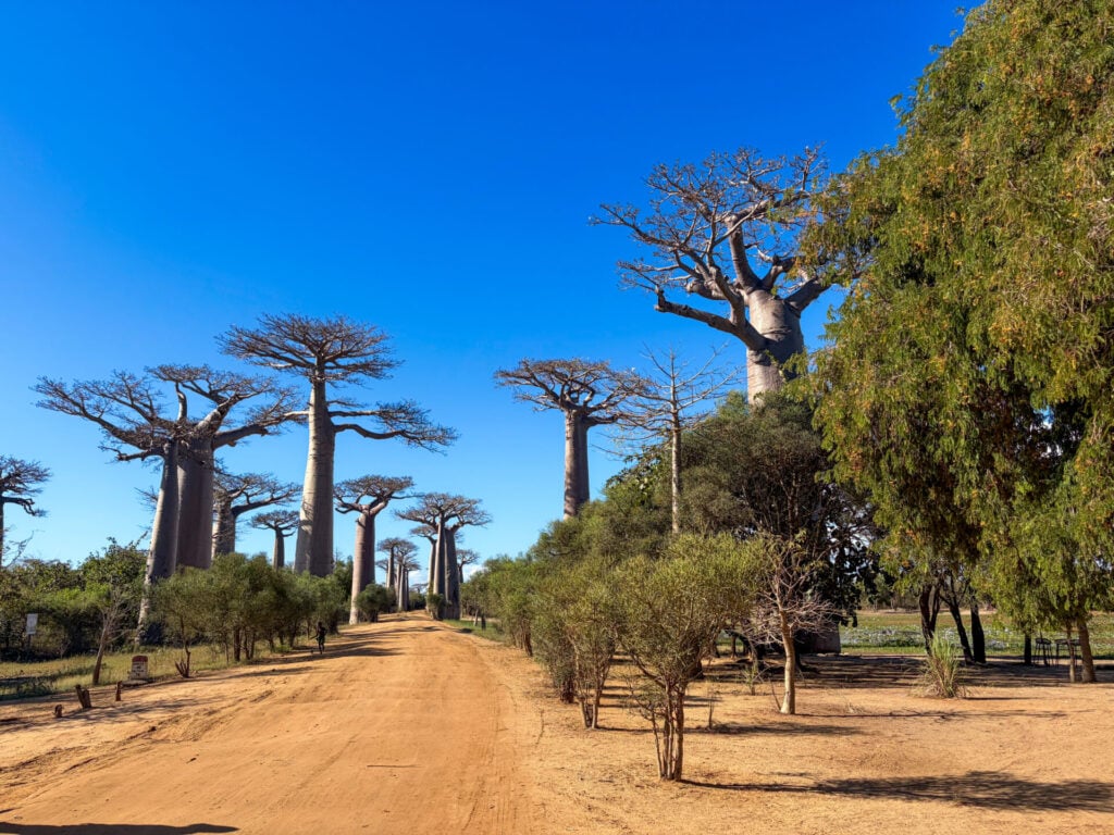 Un chemin de terre bordé de grands baobabs et de petits buissons verts sous un ciel bleu limpide, le soleil projetant des ombres sur le sol : un décor qui invite à un voyage mystère à travers Madagascar. - Karavaniers
