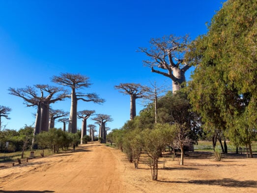 Un chemin de terre bordé de grands baobabs et de petits buissons verts sous un ciel bleu limpide, le soleil projetant des ombres sur le sol : un décor qui invite à un voyage mystère à travers Madagascar. - Karavaniers