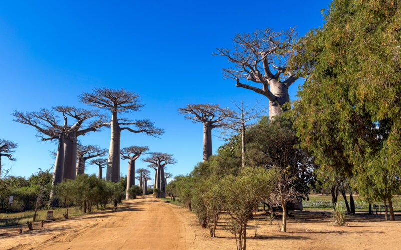Un chemin de terre bordé de grands baobabs et de petits buissons verts sous un ciel bleu limpide, le soleil projetant des ombres sur le sol : un décor qui invite à un voyage mystère à travers Madagascar. - Karavaniers