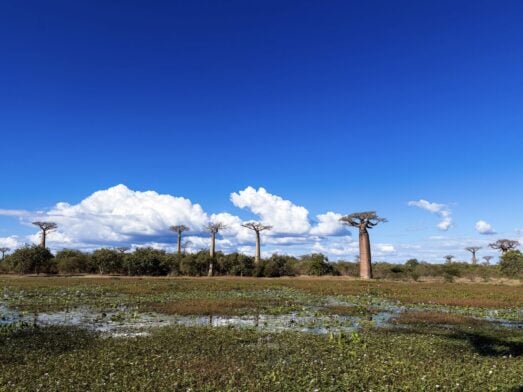Une rangée de grands baobabs se dresse dans une zone marécageuse et herbeuse, sous un ciel bleu limpide parsemé de nuages blancs : une scène typique de Madagascar, qui vous invite à un voyage mystérieux à travers une végétation luxuriante composée d'arbustes bas et de plantes aquatiques aux couleurs vives. - Karavaniers