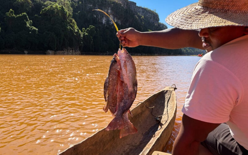 Une personne coiffée d'un chapeau de paille et vêtue d'une chemise blanche est assise dans un canoë en bois sur une rivière aux eaux brunes à Madagascar, brandissant deux poissons fraîchement pêchés. Une forêt verdoyante et dense ainsi que des falaises encadrent la scène sous un ciel bleu limpide, capturant ainsi l'esprit du « voyage mystère ». - Karavaniers