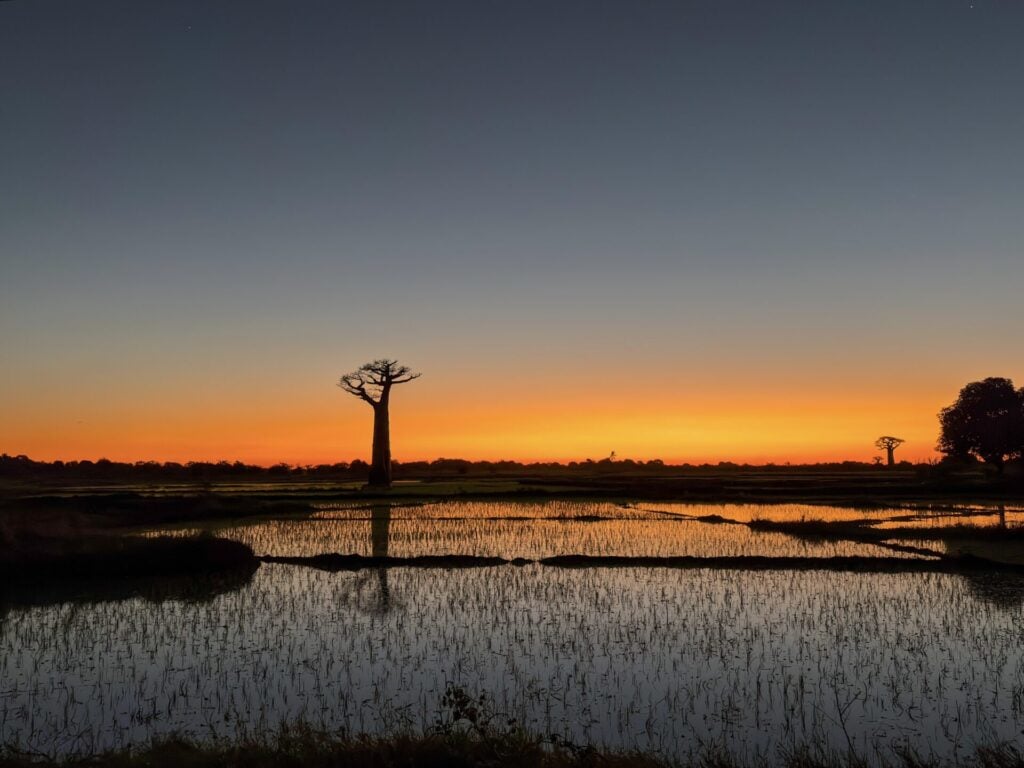 La silhouette d'un baobab se détache près d'un plan d'eau calme et miroitant au coucher du soleil, avec un ciel aux nuances orange et bleues et des touffes d'herbe au premier plan, évoquant l'esprit d'un voyage mystérieux à Madagascar. - Karavaniers