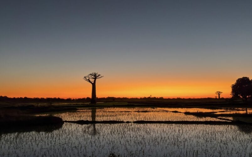 La silhouette d'un baobab se détache près d'un plan d'eau calme et miroitant au coucher du soleil, avec un ciel aux nuances orange et bleues et des touffes d'herbe au premier plan, évoquant l'esprit d'un voyage mystérieux à Madagascar. - Karavaniers