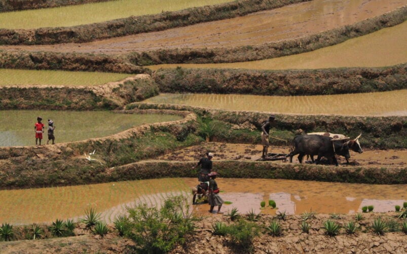 Des personnes se tiennent debout et travaillent dans une rizière en terrasse inondée. Deux bœufs tirent une charrue guidée par un agriculteur. Une autre personne se tient sur une moto, tandis que deux autres observent de loin les dernières nouveautés de la vie rurale sans avoir besoin d'un passeport. - Karavaniers