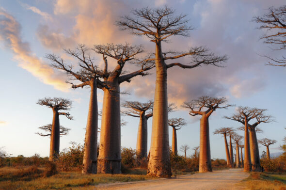 Un chemin de terre traverse un bosquet de grands baobabs aux troncs épais et aux branches clairsemées, sous un ciel couchant - une scène invitante pour les aventuriers à la recherche de nouveautés à chaque virage, parfaite pour remplir leur passeport de souvenirs. - Karavaniers