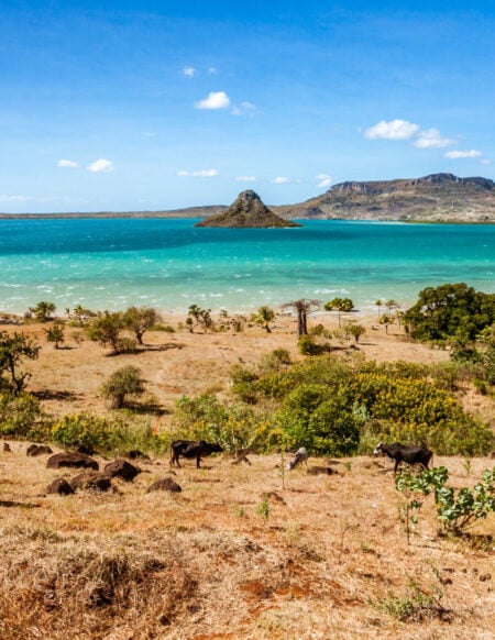 Des vaches paissent sur un terrain sec et herbeux près de la côte, avec l'eau turquoise de l'océan et une petite île au loin. Des arbustes verts et des arbres épars sont visibles sous un ciel bleu avec quelques nuages - une scène sereine pour les détenteurs de Passeport amoureux de la nature. - Karavaniers