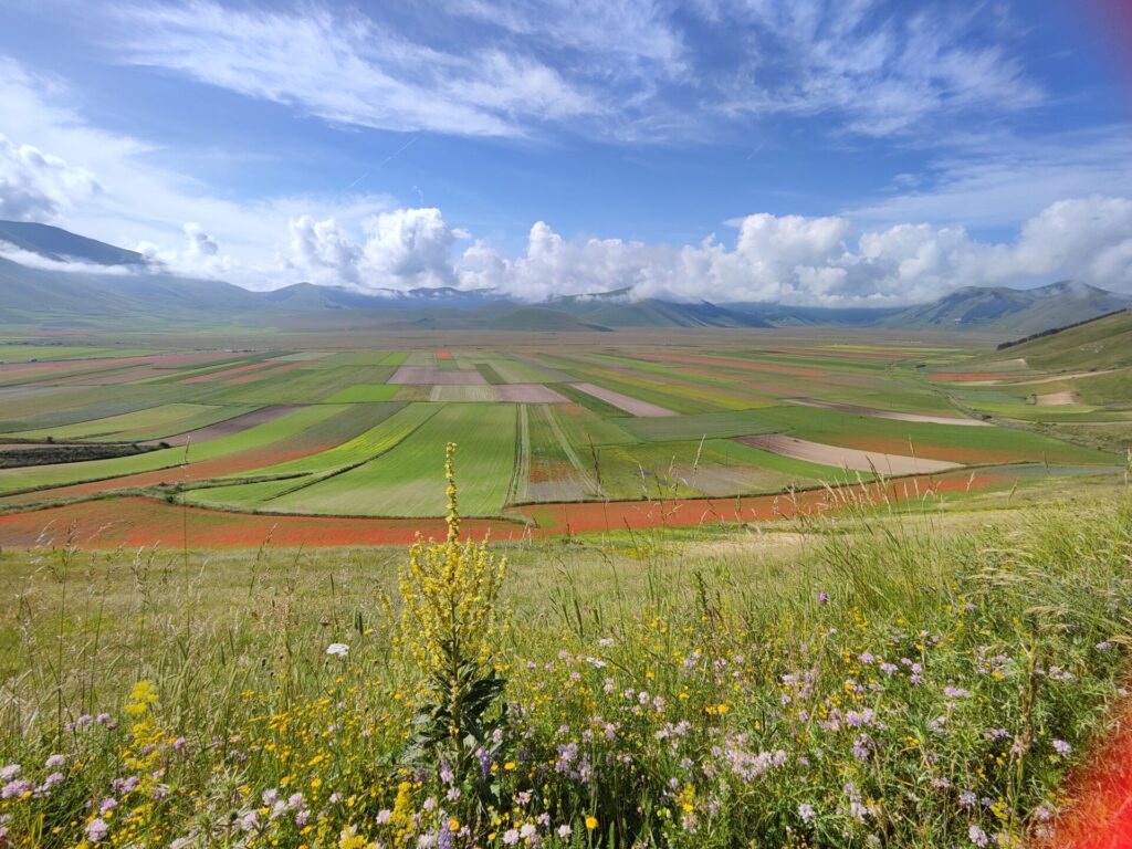 Une vue panoramique sur un patchwork coloré de champs, composés de parcelles vertes, marron et rouges. Des fleurs sauvages et de hautes herbes occupent le premier plan. Au loin, on aperçoit des collines et des nuages sous un ciel d'un bleu éclatant. - Karavaniers